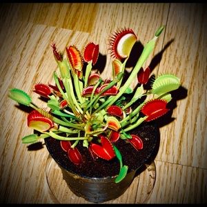 Meet your Posher, Ilya